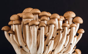 Aesthetic ng Edible Mushroom — Mushroom Aesthetic Wallpaper