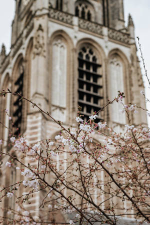 Aesthetic spring wallpaper