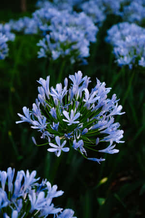 African Lilies Blue Flowers Phone — Huawei MatePad 11.5 (2026) Wallpaper
