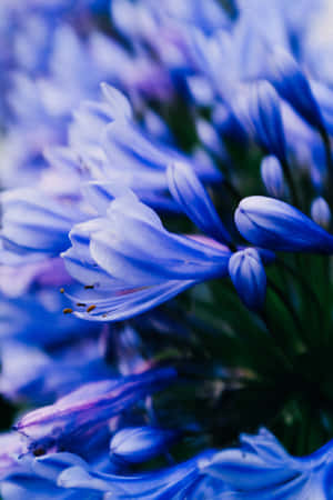 African Lily Blue Flowers Phone — Flowers Wallpaper
