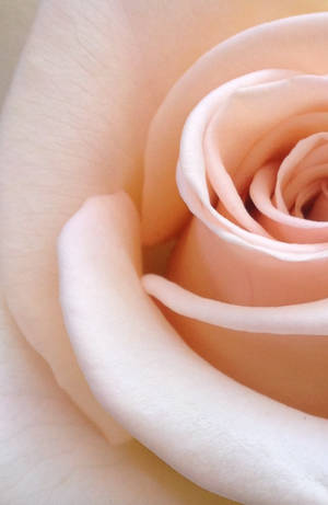 Allure of Nature - isang Nakakagulat na Vibrant Red Rose — Rosas Aesthetic Wallpaper
