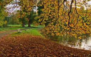 Fall wallpaper ng mga puno, nahulog na dahon, pond at isang bangko.