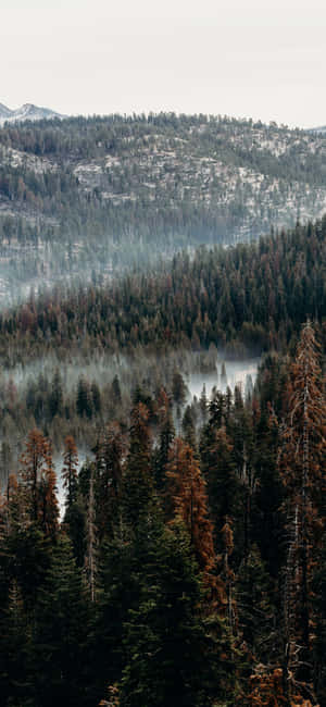 Trees Iphone — iPhone 15 Plus Wallpaper