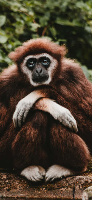 Android Gibbon Background — Galaxy A56 Wallpaper