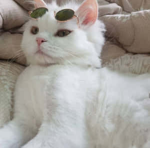 Mga larawan ng Aesthetic na Pusa — Aesthetic na pusa Wallpaper