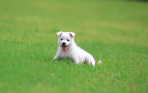 Cute na mga larawan ng tuta — Cute puppy Wallpaper