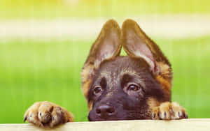 Mga litrato ng Cute na Tuta — Cute puppy Wallpaper