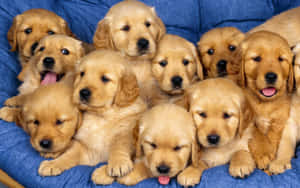 Cute na mga larawan ng tuta — Cute puppy Wallpaper