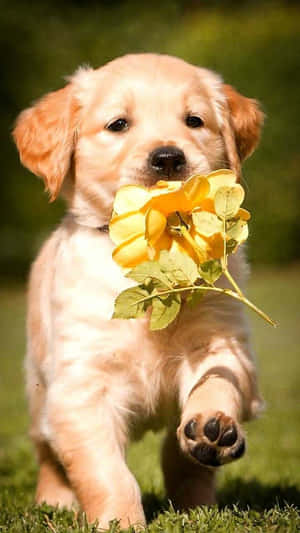 Mga larawan ng Cute na Tuta — Cute puppy Wallpaper