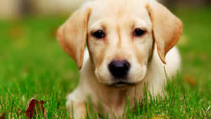 Mga larawan ng Cute na Tuta — Cute puppy Wallpaper