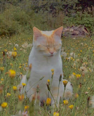 Mga litrato ng Aesthetic Cat — Aesthetic na pusa Wallpaper