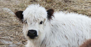 Mga larawan ng Cute na Baka
