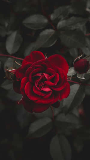 Mga larawan ng rosas — Rosas Aesthetic Wallpaper