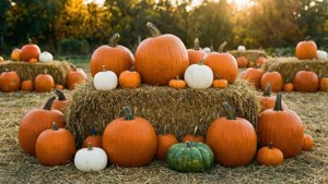 Pumpkin patch sa ginintuang oras na may mga dayami at maraming kalabasa