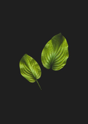 Anthurium Leaf In Black wallpaper. — Madilim na floral Wallpaper