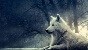 Astig na Lobo sa Kagubatan — Astig na lobo Wallpaper