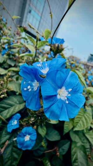 Asul na Estetiko, Asul na Bulaklak, Bulaklak na Asul, Estetiko ng Bulaklak, Wallpaper ng Bulaklak, Iphone 17 pro, Live photo, Mobile wallpaper, Bulaklak, Asul — iPhone 17 Pro Wallpaper