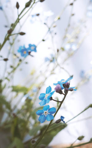 Asul na Cute na Forget Me Not — Nakatutuw na asul Wallpaper