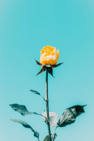 Asul na Langit Dilaw na Rosas Aesthetic