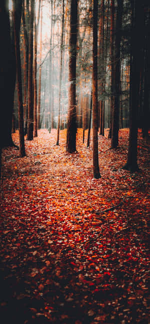 Autumn Background — iPhone 17 Wallpaper