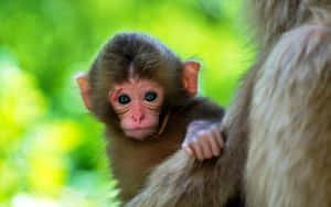 Cute na unggoy na background — Cute Monkey Wallpaper