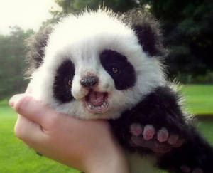 Baby panda na pinisil ang pisngi wallpaper — 5:4 Wallpaper
