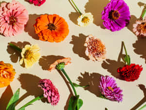 Background na Bulaklak wallpapers
