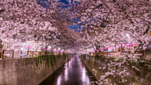 Background ng Cherry Blossom — Cherry blossom Wallpaper