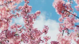 Background ng Cherry Blossom — Cherry blossom Wallpaper