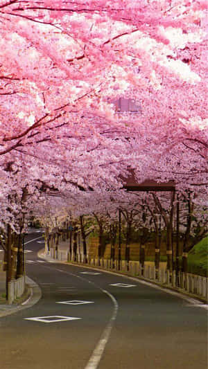 Background ng Cherry Blossom — Cherry blossom Wallpaper