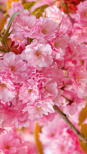 Background ng Cherry Blossom — Cherry blossom Wallpaper