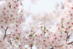 Background ng Cherry Blossom — Cherry blossom Wallpaper