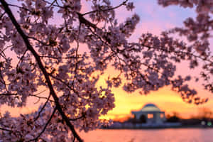 Background ng Cherry Blossom — Cherry blossom Wallpaper