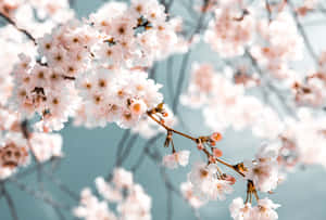 Background ng Cherry Blossom — Cherry blossom Wallpaper
