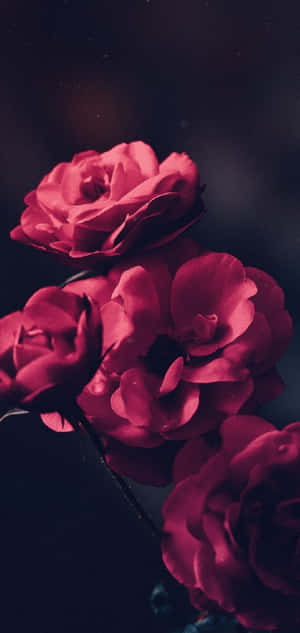 Background ng Galaxy S10 Plus — Xperia 10 VII Wallpaper