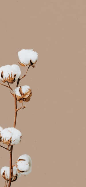 Background na Minimalist para sa iPhone X
