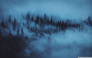 Background ng Kagubatan na may Gabon sa Gabi — Forest Wallpaper
