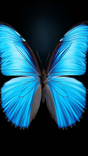 Paruparo, Aesthetic ng Paruparo, Mga Aesthetic na Larawan ng Paruparo, Background na Aesthetic ng Paruparo, Insekto, Mga Insekto, Mga Larawan ng Insekto — Butterfly aesthetic GIF Wallpaper