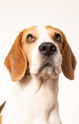 Beagle Dog Chin Up — RedMagic Astra 2 Wallpaper