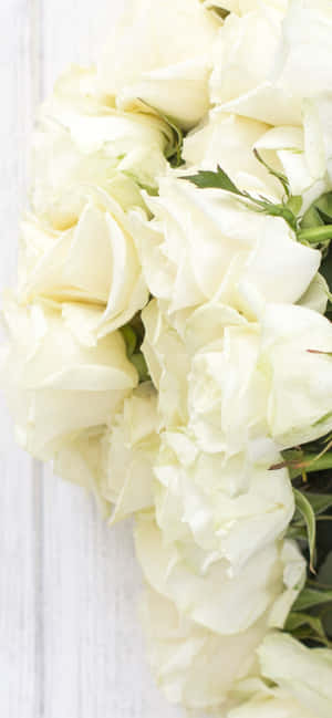 Puting Rosas Iphone — Galaxy Note Wallpaper