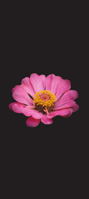 Black And Pink Flower — Pixel 10 Wallpaper