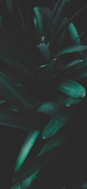 Plants Iphone — Galaxy A54 Wallpaper