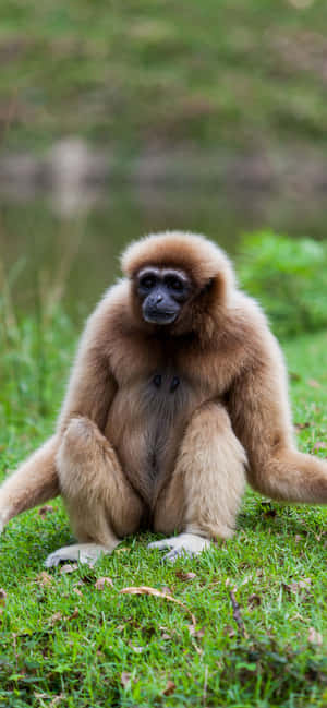 Iphone Xs Max Gibbon Background