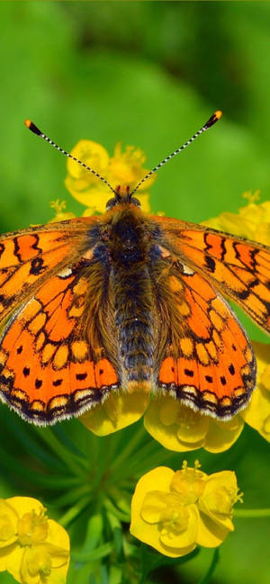 Beautiful Orange Butterfly wallpaper — iPhone 16e Wallpaper