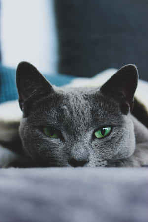 Mga Larawan ng Russian Blue na Pusa — Honor Pad GT2 Pro Wallpaper