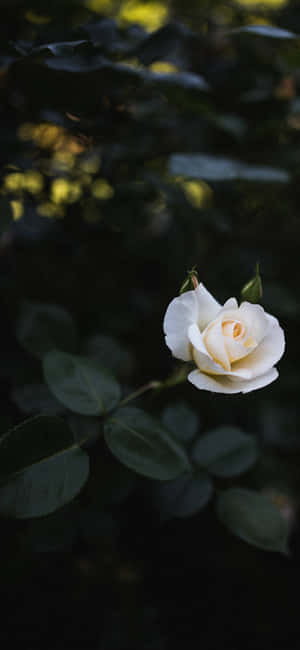 White Roses Iphone — Pixel 8 Pro Wallpaper