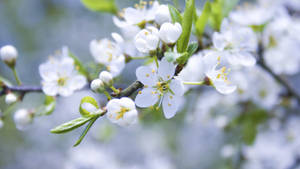 Beautiful white spring flower wallpaper