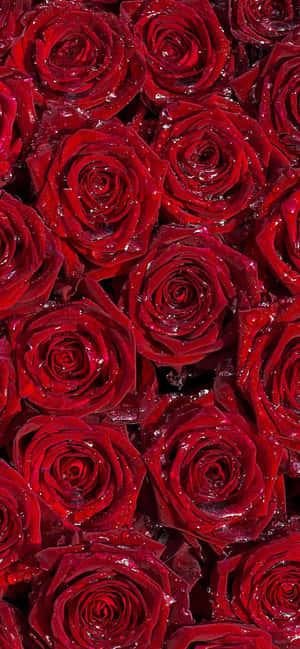 Burgundy Flower — Pixel 8 Wallpaper