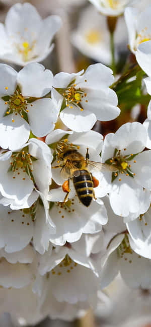 Bee Iphone — Floral iPhone Wallpaper