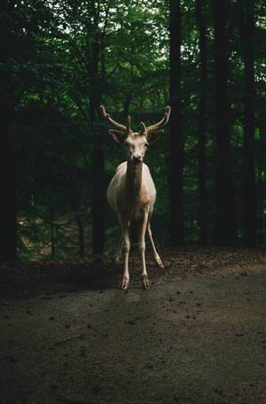 Malaking Usa sa Tabi ng Daan — Forest Wallpaper
